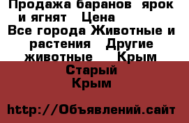 Продажа баранов, ярок и ягнят › Цена ­ 3 500 - Все города Животные и растения » Другие животные   . Крым,Старый Крым